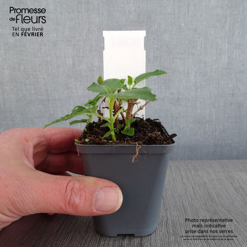 Example of Fuchsia du Cap, Phygelius aequalis Yellow Trumpet Kweekpotje van 8/9 cm as you get in hiver