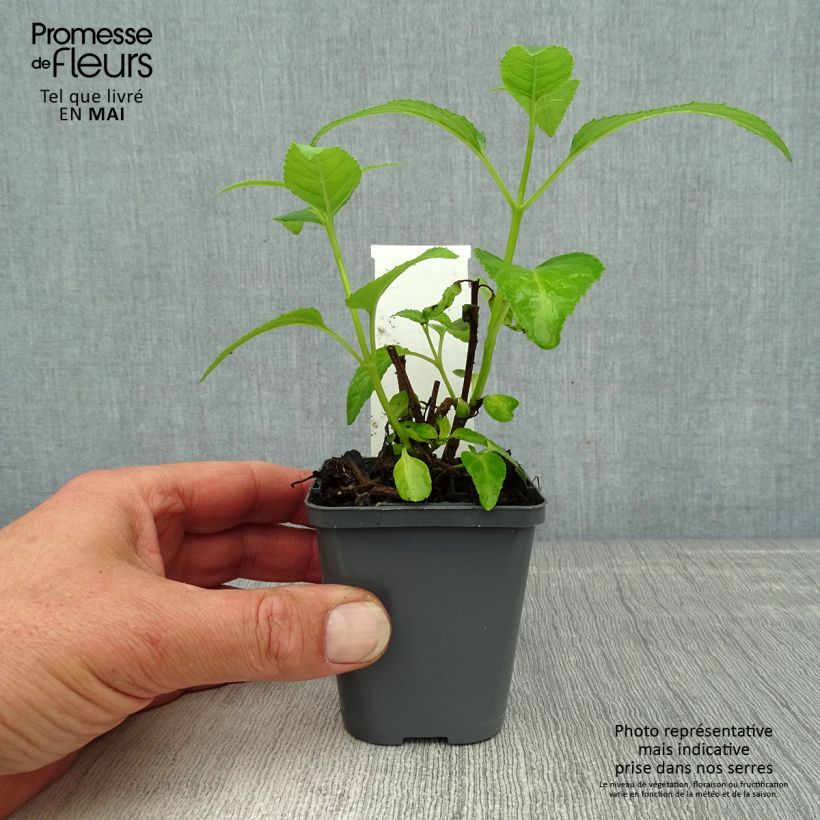 Exemplaar van Phygelius aequalis Yellow Trumpet - Kaapse fuchsia Kweekpotje van 8/9 cm zoals geleverd in de lente