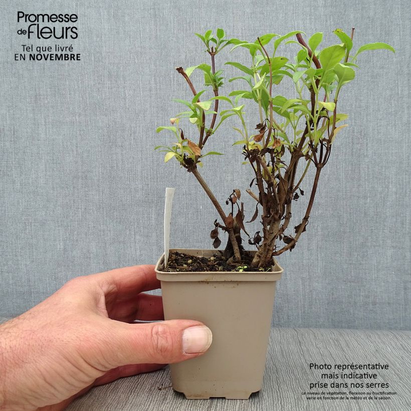 Exemplaar van Phygelius African Queen - Kaapse fuchsia Kweekpotje van 8/9 cm zoals geleverd in de herfst