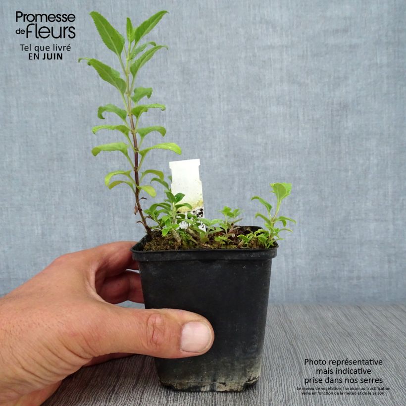 Exemplaar van Phygelius African Queen - Kaapse fuchsia Kweekpotje van 8/9 cm zoals geleverd in de zomer