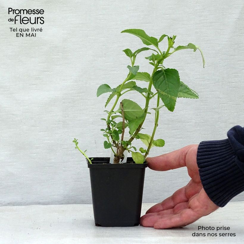 Exemplaar van Phygelius rectus Moonraker - Kaapse fuchsia Kweekpotje van 8/9 cm zoals geleverd in de lente