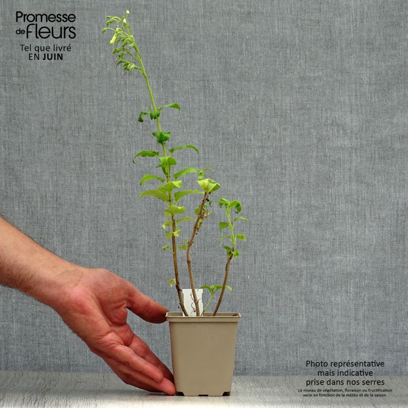 Exemplaar van Fuchsia du Cap - Phygelius rectus Moonraker Godet de 8/9 cm zoals geleverd in de zomer