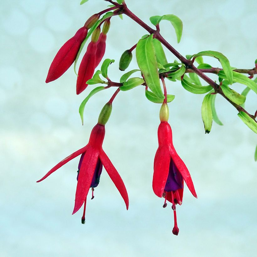 Fuchsia Lady Boothby - Bellenplant (Flowering)