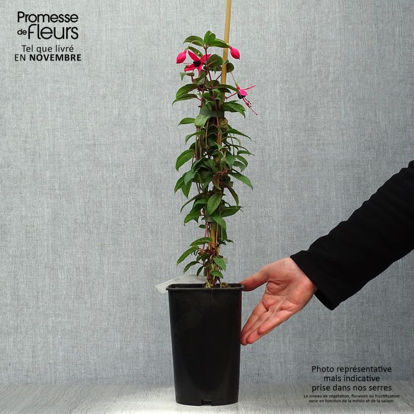 Exemplaar van Fuchsia Lady Boothby - Bellenplant Pot van 3 l/4 l zoals geleverd in de herfst