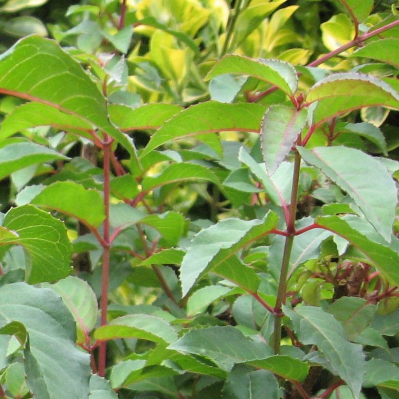 Fuchsia magellanica - Winterharde fuchsia (Foliage)