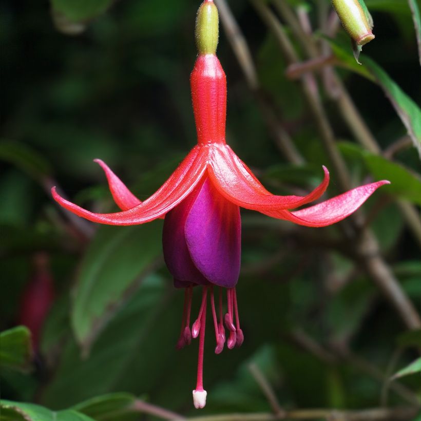 Fuchsia magellanica - Winterharde fuchsia (Flowering)