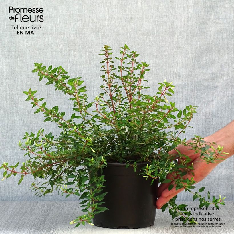 Exemplaar van Fuchsia magellanica Arauco - Winterharde fuchsia Pot van 1,5 l/2 l zoals geleverd in de lente