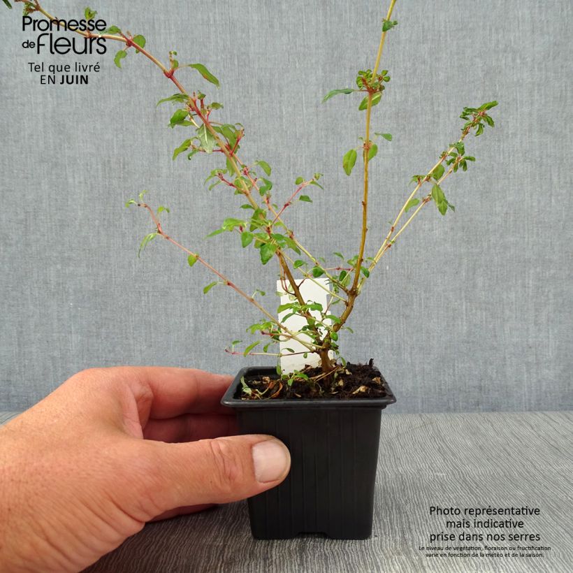 Exemplaar van Fuchsia magellanica Arauco - Winterharde fuchsia Kweekpotje van 8/9 cm zoals geleverd in de zomer