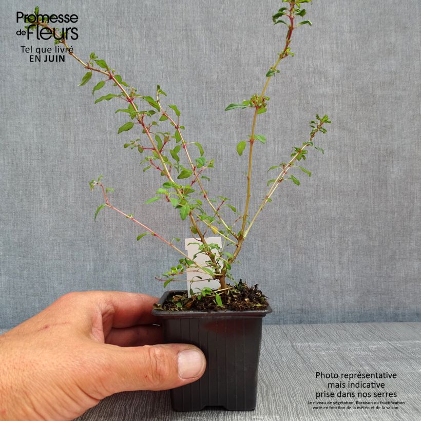 Example of Fuchsia magellanica Arauco Kweekpotje van 8/9 cm as you get in printemps