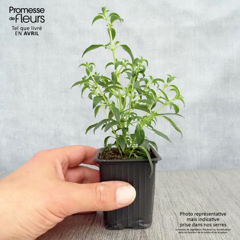 Exemplaar van Fuchsia magellanica Hawkshead - Winterharde fuchsia Kweekpotje van 7/8 cm zoals geleverd in de lente