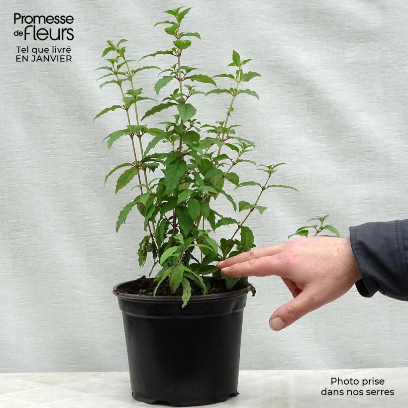 Example of Fuchsia magellanica Riccartonii - Winterharde fuchsia Pot van 2 l/3 l as you get in hiver