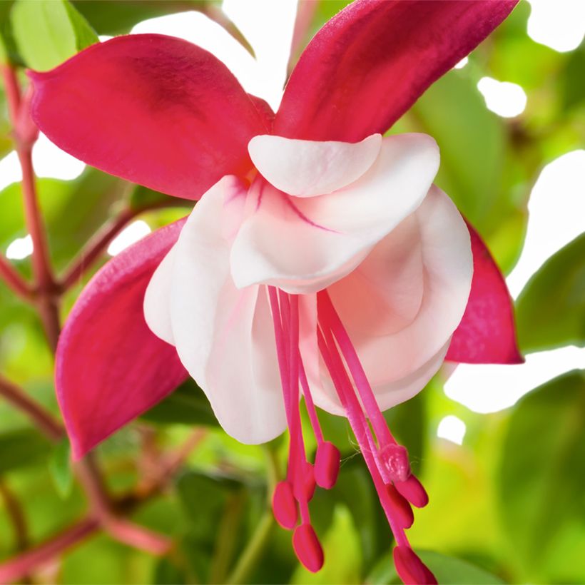 Fuchsia magellanica Snow Cap - Winterharde fuchsia (Flowering)