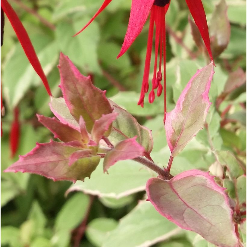 Fuchsia magellanica Tricolorii - Winterharde fuchsia (Foliage)