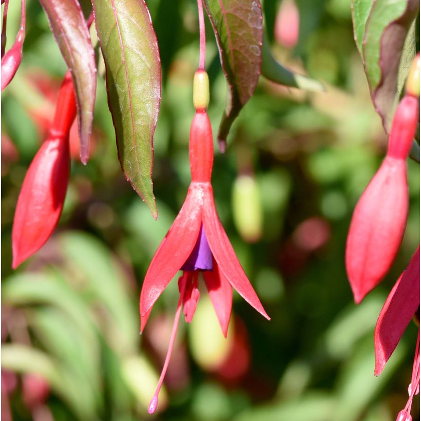Fuchsia magellanica Tricolorii - Winterharde fuchsia (Flowering)