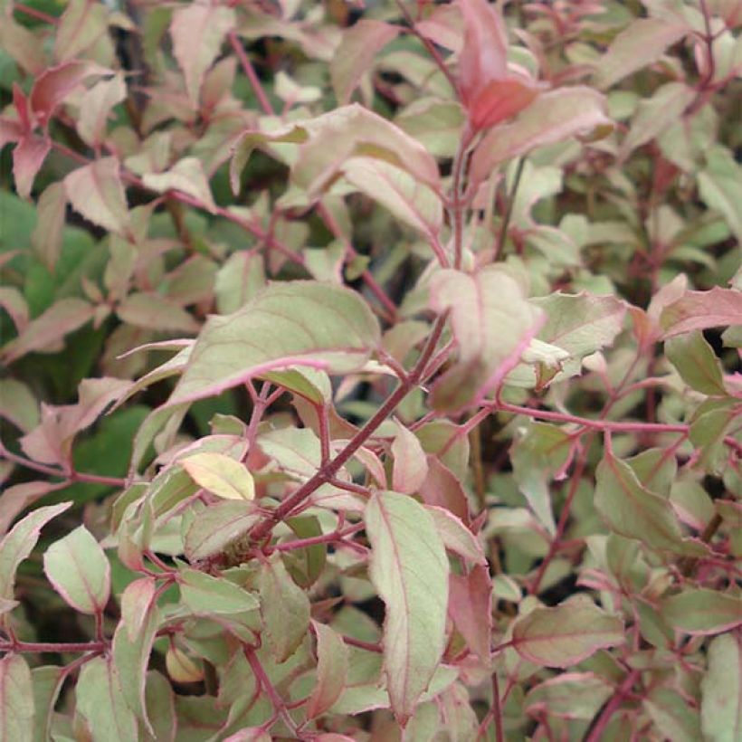 Fuchsia magellanica Versicolor - Winterharde fuchsia (Foliage)