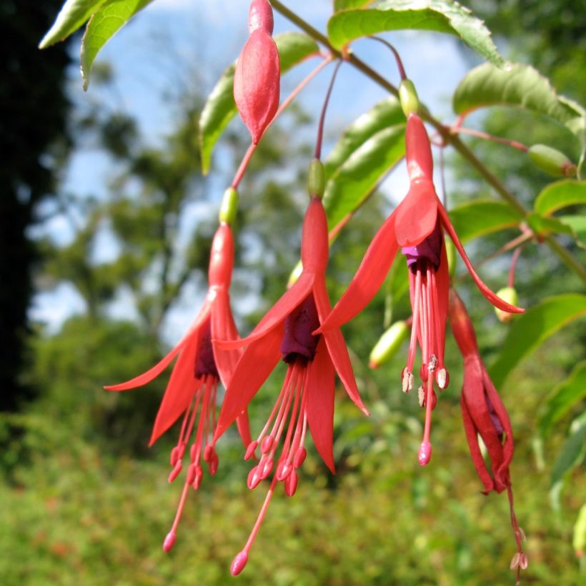 Fuchsia magellanica gracilis Aurea - Winterharde fuchsia (Flowering)