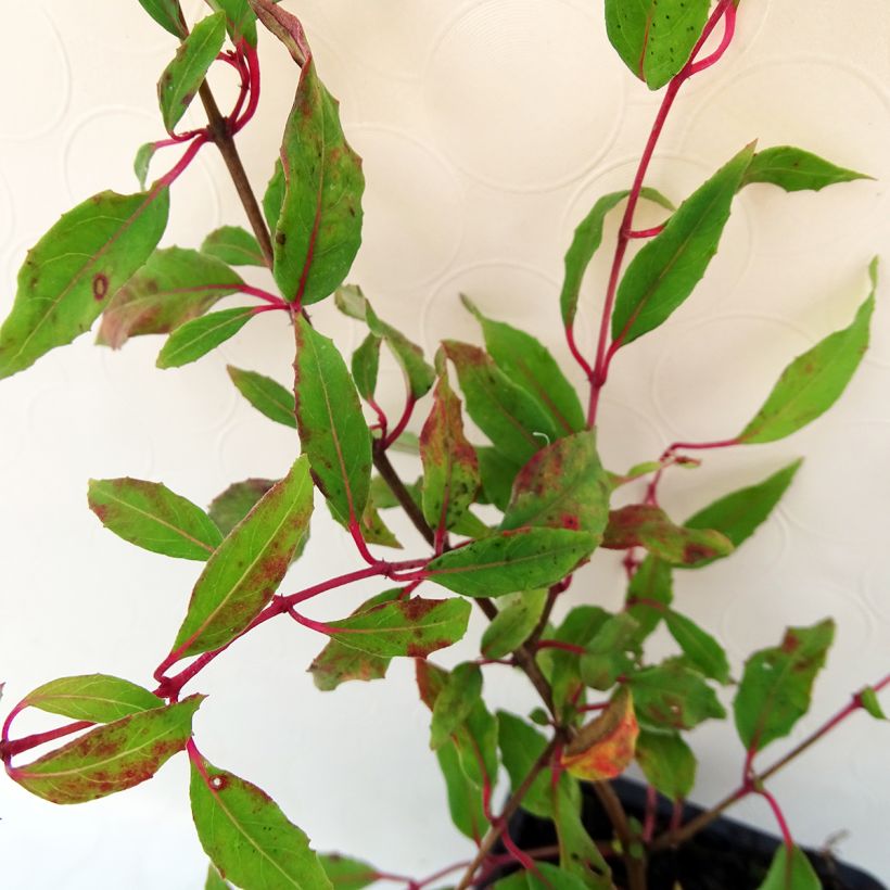 Fuchsia magellanica gracilis Aurea - Winterharde fuchsia (Foliage)