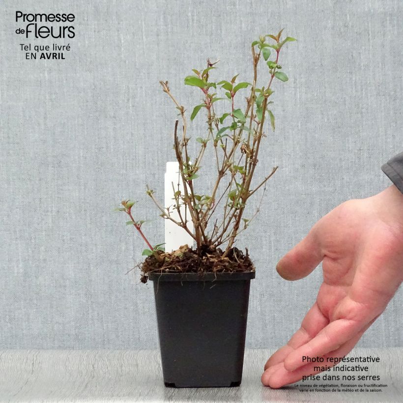 Exemplaar van Fuchsia magellanica gracilis Aurea - Winterharde fuchsia Kweekpotje van 7/8 cm zoals geleverd in de lente