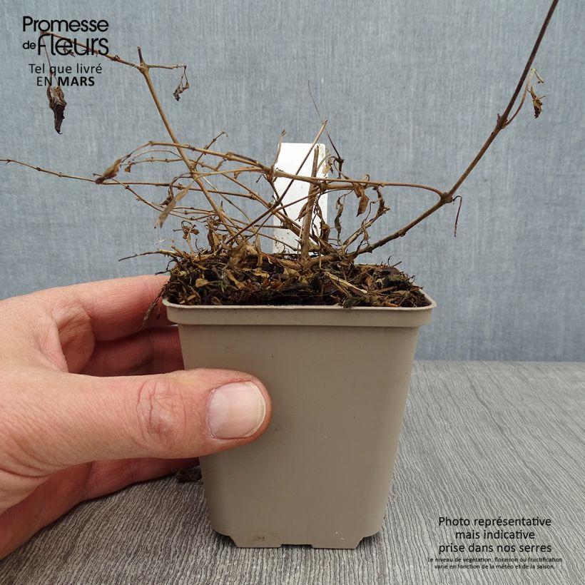 Example of Fuchsia magellanica var. gracilis Aurea Kweekpotje van 7/8 cm as you get in hiver