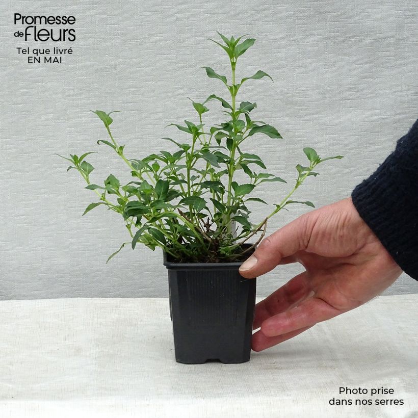 Exemplaar van Fuchsia magellanica var. molinae - Winterharde fuchsia Kweekpotje van 8/9 cm zoals geleverd in de lente