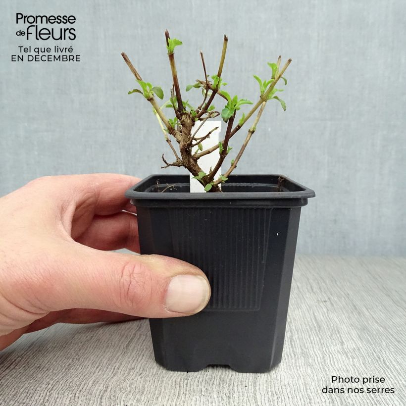 Example of Fuchsia magellanica var. molinae Kweekpotje van 8/9 cm as you get in hiver