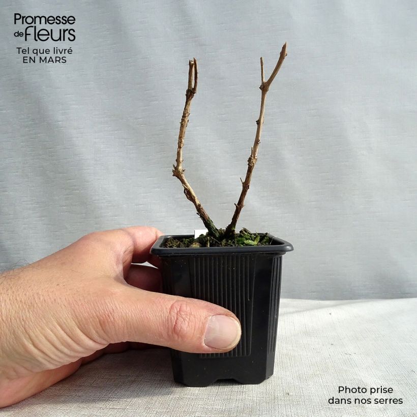 Exemplaar van Fuchsia magellanica gracilis - Winterharde fuchsia Kweekpotje van 8/9 cm zoals geleverd in de lente