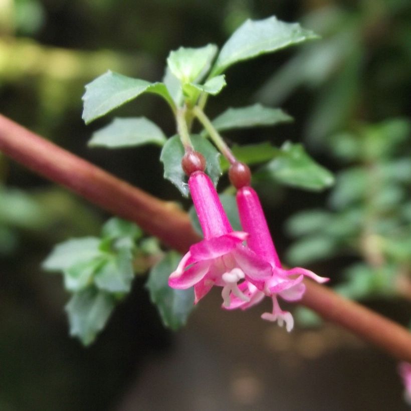 Fuchsia microphylla microphylla - Bellenplant (Flowering)