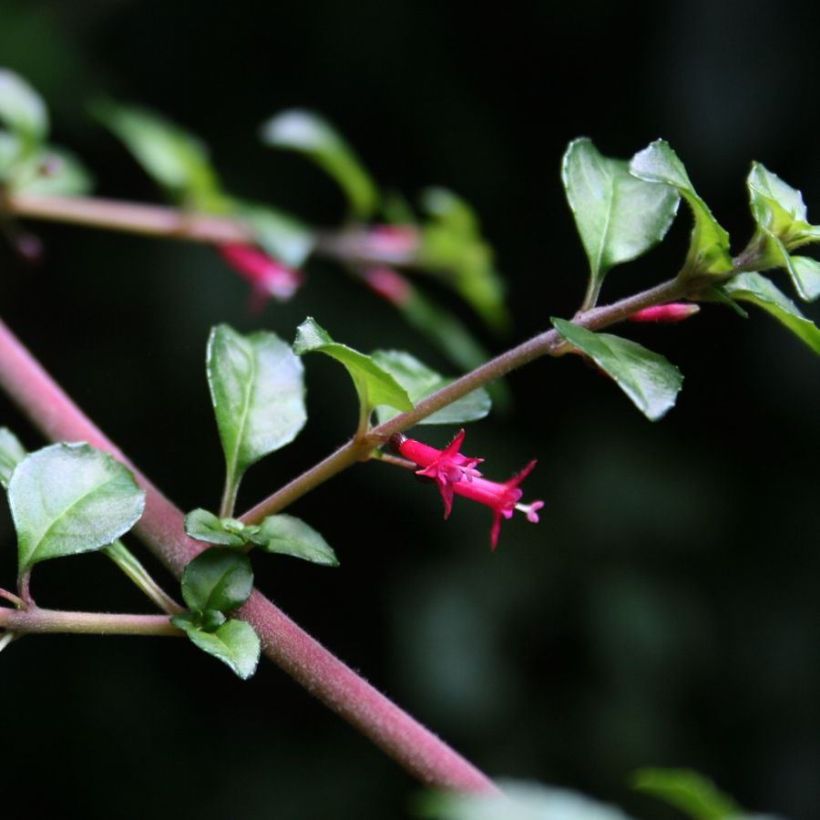 Fuchsia microphylla hemschleiana - Bellenplant (Bloei)