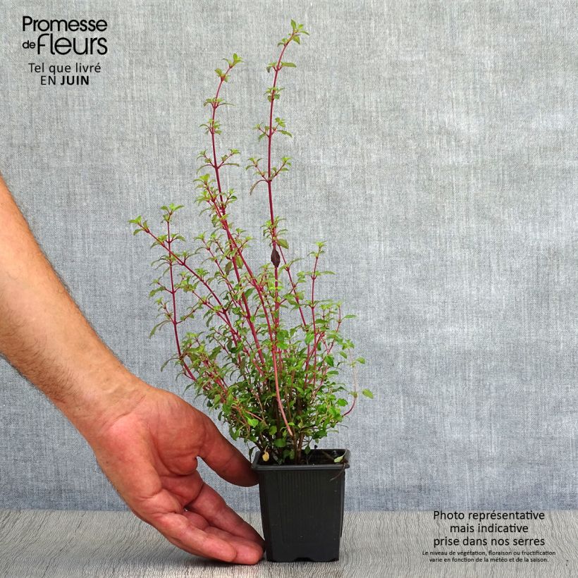 Exemplaar van Fuchsia microphylla microphylla - Bellenplant Kweekpotje van 8/9 cm zoals geleverd in de zomer