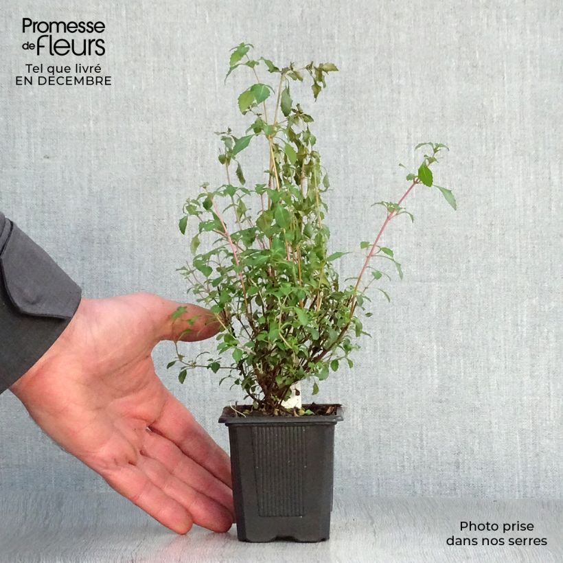 Example of Fuchsia microphylla microphylla - Bellenplant Kweekpotje van 8/9 cm as you get in hiver