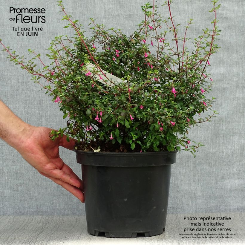 Exemplaar van Fuchsia microphylla microphylla - Bellenplant Pot van 4 l/5 l zoals geleverd in de zomer