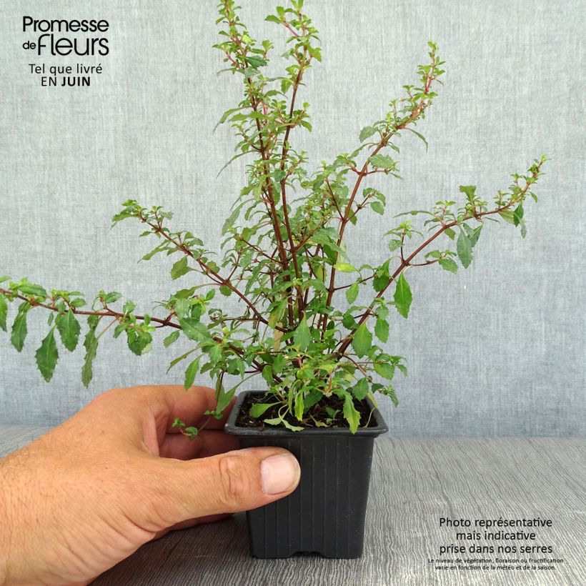 Exemplaar van Fuchsia minutiflora - Bellenplant Kweekpotje van 8/9 cm zoals geleverd in de zomer