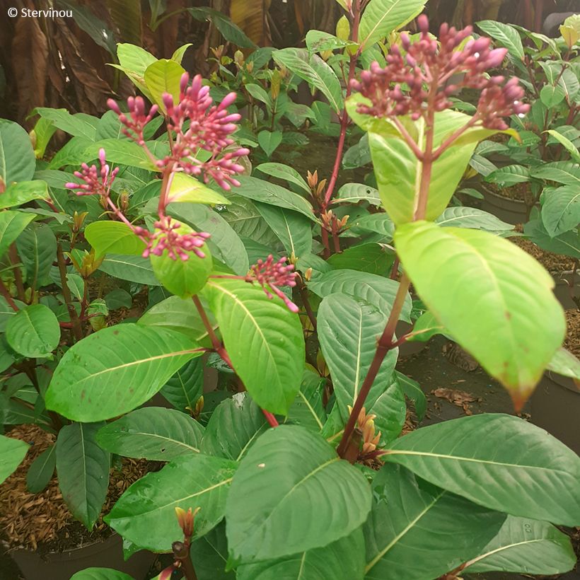 Fuchsia paniculata - Seringenfuchsia (Blad)