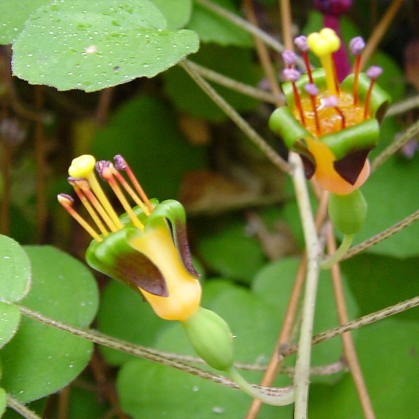 Fuchsia procumbens - Kruipende fuchsia (Flowering)