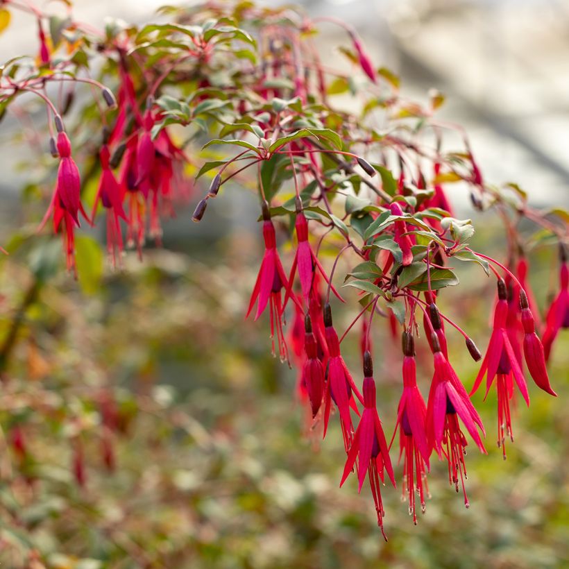 Fuchsia regia Regal - Bellenplant (Flowering)