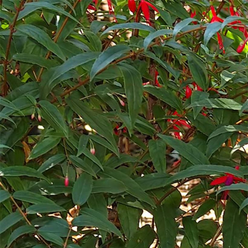 Fuchsia regia Reitzii - Bellenplant (Foliage)