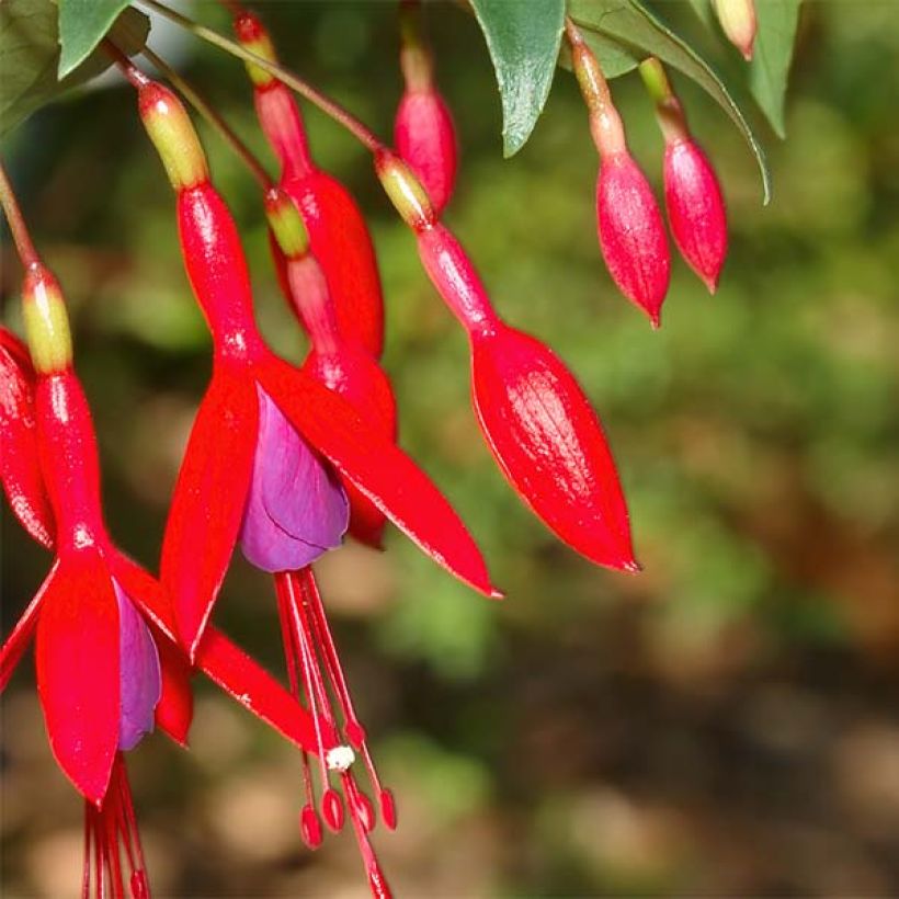 Fuchsia regia Reitzii - Bellenplant (Flowering)