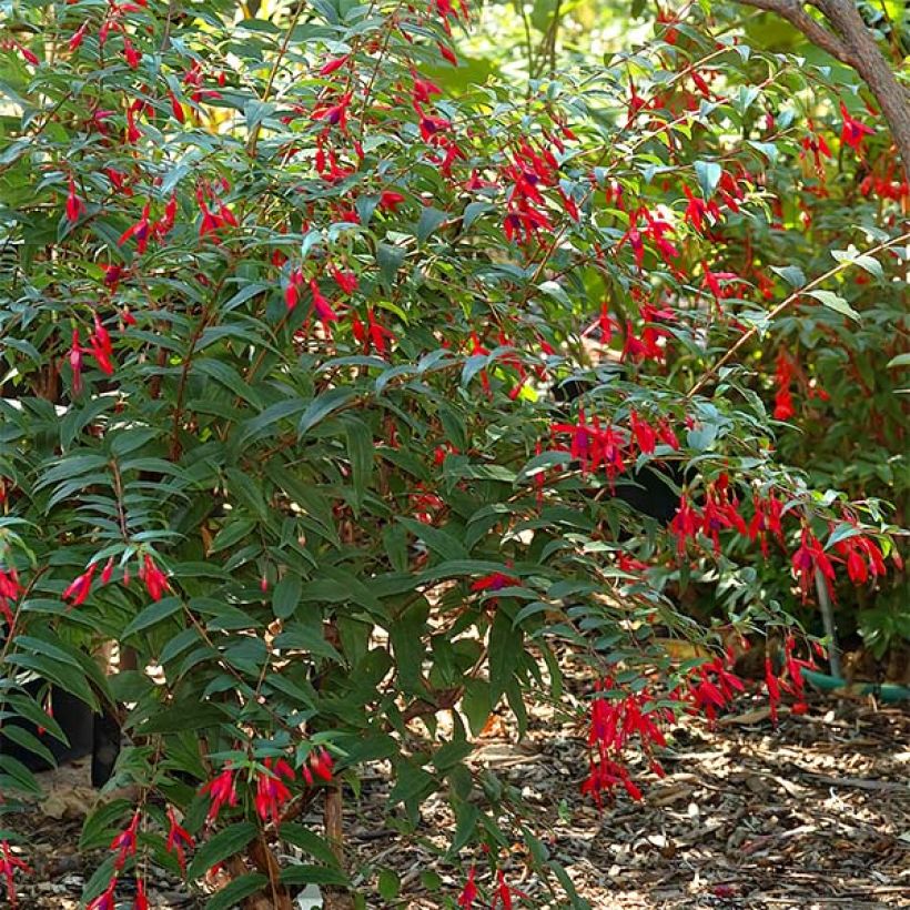 Fuchsia regia Reitzii - Bellenplant (Plant habit)