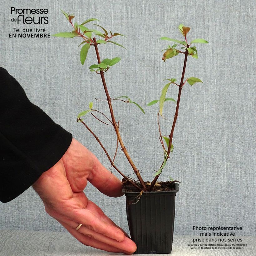 Exemplaar van Fuchsia regia Reitzii - Bellenplant Kweekpotje van 7/8 cm zoals geleverd in de herfst