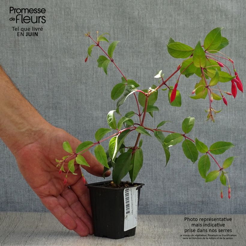 Exemplaar van Fuchsia regia Reitzii - Bellenplant Kweekpotje van 7/8 cm zoals geleverd in de zomer