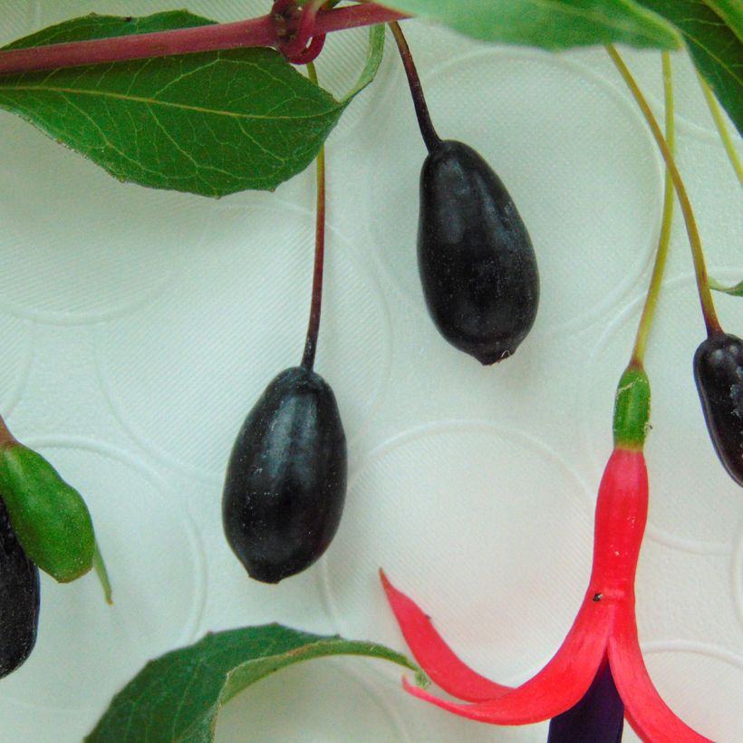 Fuchsia regia Reitzii - Bellenplant (Harvest)