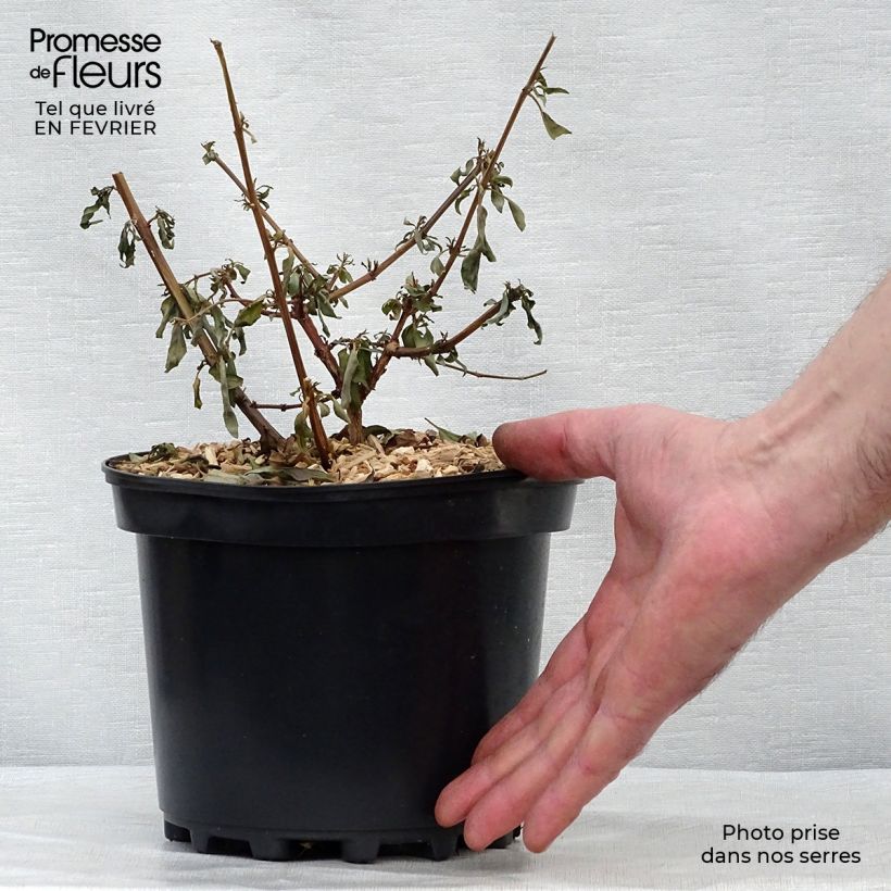 Example of Fuchsia regia Reitzii - Bellenplant Pot van 2 l/3 l as you get in hiver