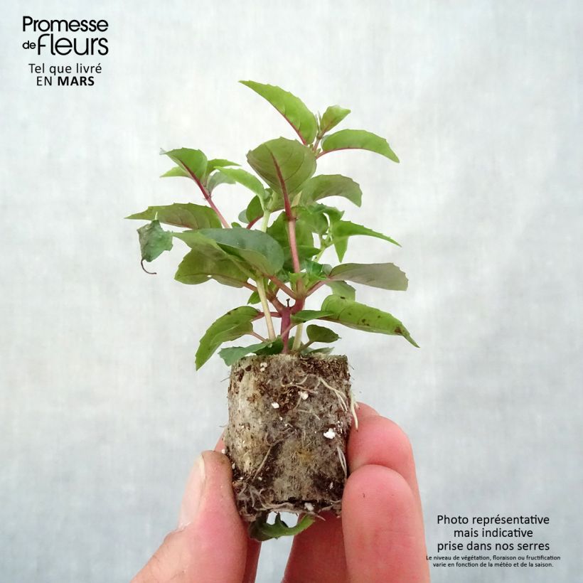 Example of Fuchsia retombant Bella Laura Mini-mot Ø 3/4 cm as you get in printemps