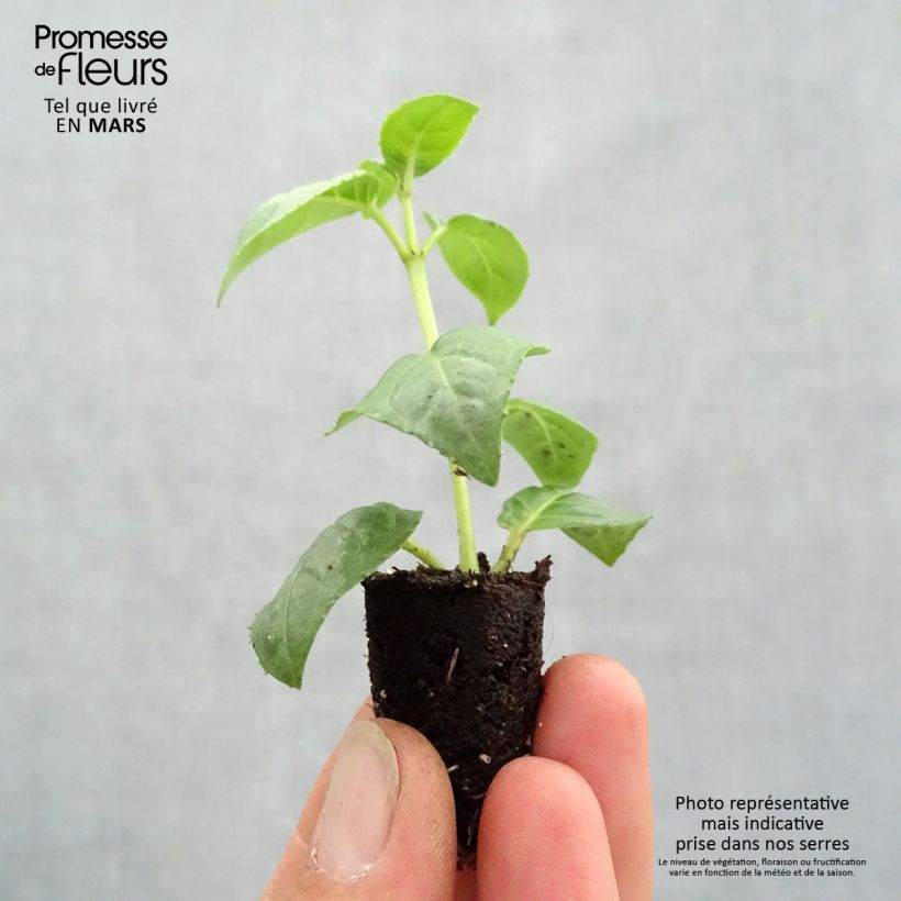 Example of Fuchsia retombant Bella Rosella  Mini-mot Ø 1,5/2,5 cm as you get in printemps