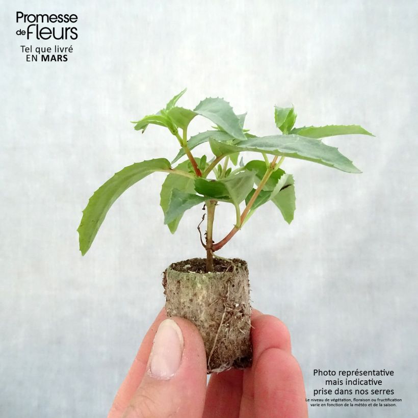 Example of Fuchsia retombant Blue Angel Mini-mot Ø 3/4 cm as you get in printemps