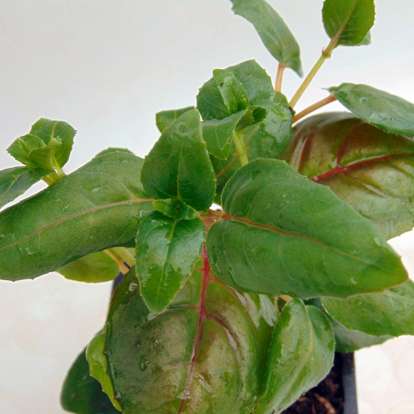 Fuchsia Dark Eyes - Bellenplant (Blad)