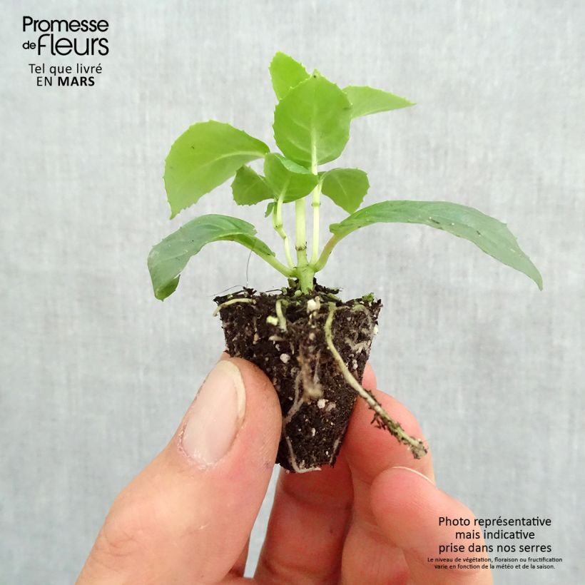 Example of Fuchsia retombant Pink Marshmallow Mini-mot Ø 3/4 cm as you get in printemps