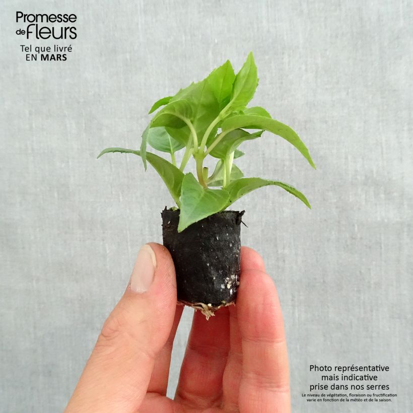 Exemplaar van Fuchsia Pink Galore - Bellenplant Mini-mot Ø 1,5/2,5 cm zoals geleverd in de lente