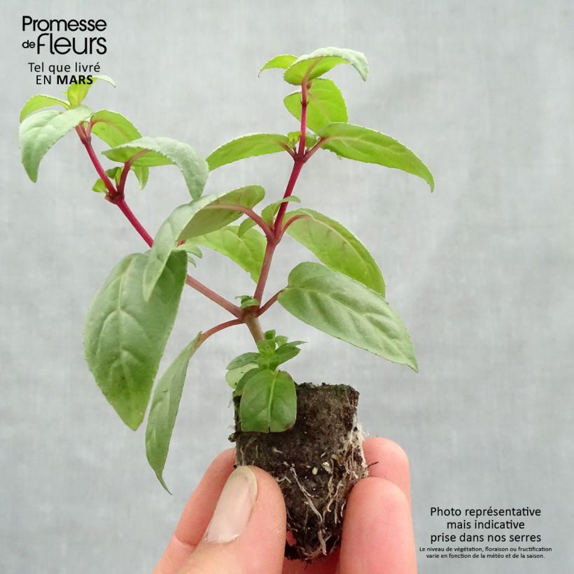 Example of Fuchsia retombant Rohees New Millenium  Mini-mot Ø 3/4 cm as you get in printemps