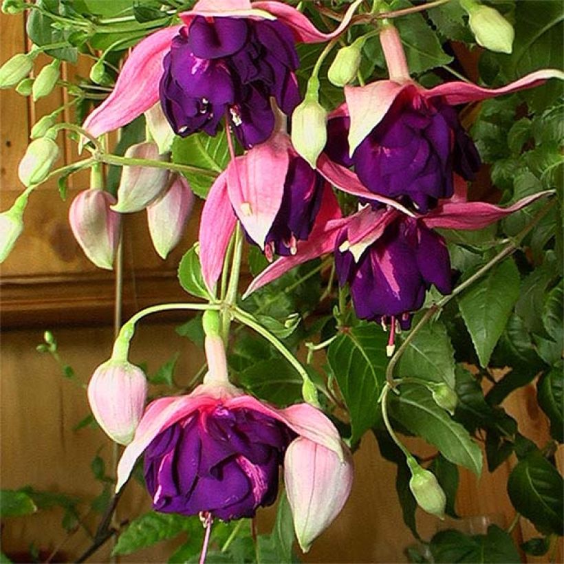 Fuchsia Royal Mosaïc - Bellenplant (Flowering)